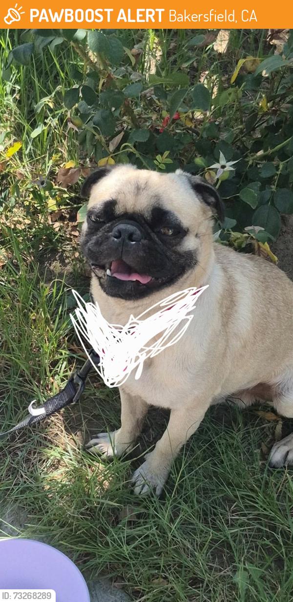 Found/Stray Male Dog last seen Monitor & Pacheco rd, Bakersfield, CA 93307