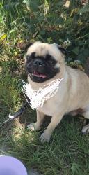 Found/Stray Male Dog last seen Monitor & Pacheco rd, Bakersfield, CA 93307