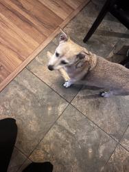 Reunited Male Dog last seen Squire Ln, Frisco, TX 75035, USA, Frisco, TX 75035