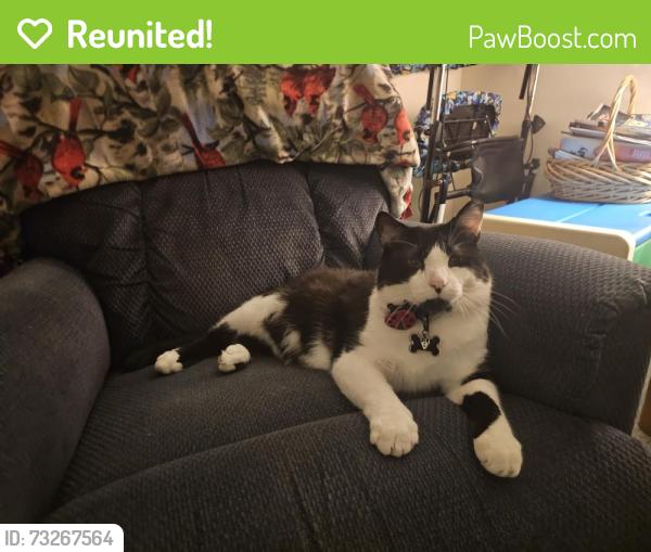 Reunited Male Cat last seen Judith pl & Oakwood rd, Oak Creek, WI 53154