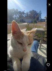 Lost Female Cat last seen Marion Oaks, Ocala, FL 34473