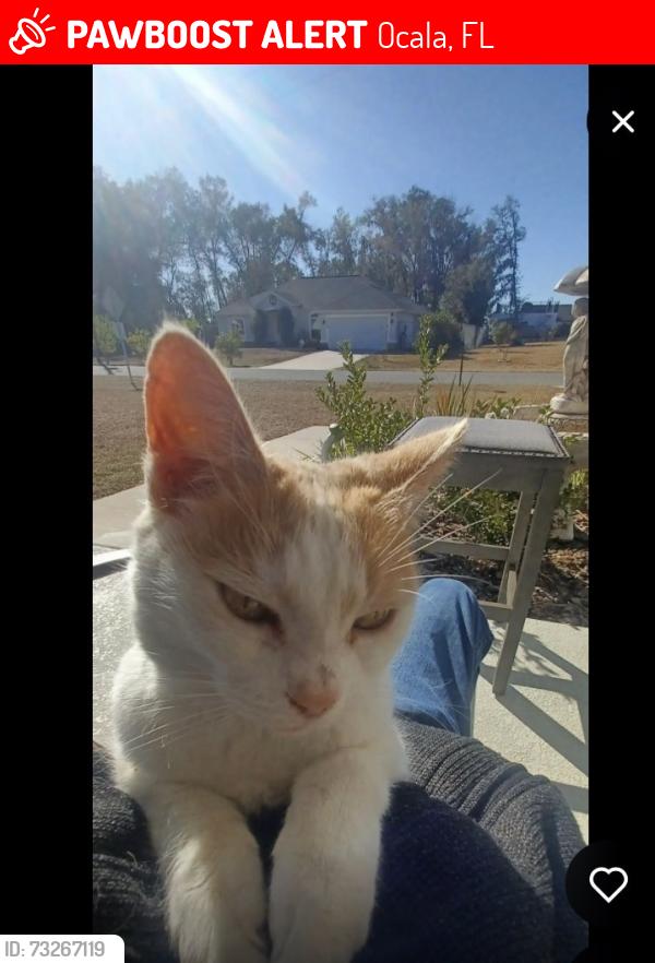 Lost Female Cat last seen Marion Oaks, Ocala, FL 34473