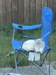 Lost Male Cat last seen Hathaway Park, Washougal, WA 98671