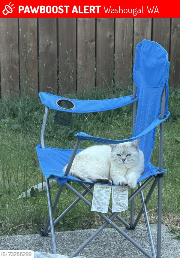 Lost Male Cat last seen Hathaway Park, Washougal, WA 98671
