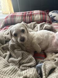 Reunited Male Dog last seen 14th st nw, Washington, DC 20011