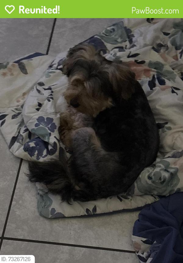 Reunited Male Dog last seen Falconwood Ln and Diane Dr, Spring, TX 77373