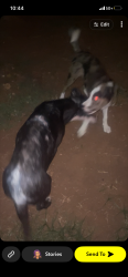 Found/Stray Female Dog last seen Right next to will Roger’s airport, Moore, OK 73160