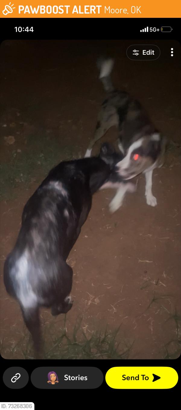 Found/Stray Female Dog last seen Right next to will Roger’s airport, Moore, OK 73160