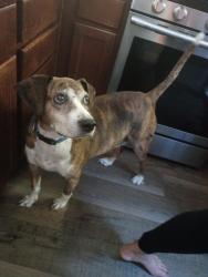 Lost Male Dog last seen Near block of East Palomar Street, Chula Vista, CA 91913