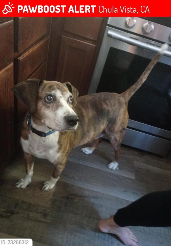Lost Male Dog last seen Near block of East Palomar Street, Chula Vista, CA 91913