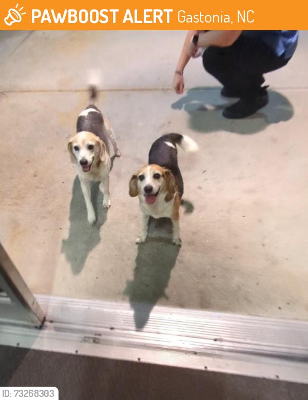 Found/Stray Unknown Dog last seen Near South New Hope, Gastonia, North Carolina. (Food Lion), Gastonia, NC 28056