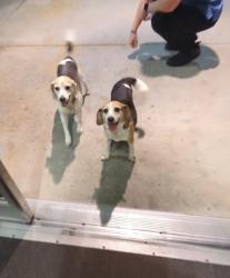 Found/Stray Unknown Dog last seen Near South New Hope, Gastonia, North Carolina. (Food Lion), Gastonia, NC 28056