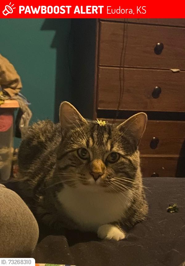 Lost Male Cat last seen Close to Barbwire bbq, Eudora, KS 66025