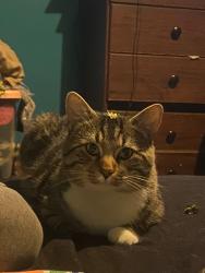 Lost Male Cat last seen Close to Barbwire bbq, Eudora, KS 66025