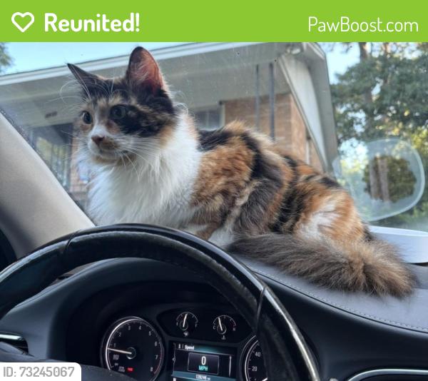 Reunited Female Cat last seen Lee hills dr, Columbia, SC 29209