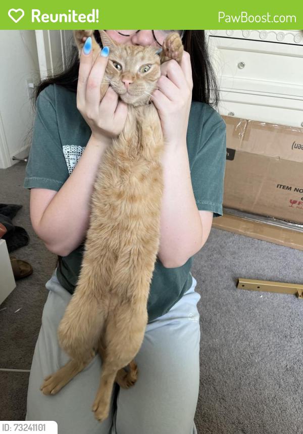 Reunited Male Cat last seen Mahon Dr, Reno, NV 89506