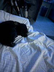 Reunited Male Dog last seen Near Hutton pl Baltimore Md 21207, Baltimore, MD 21207