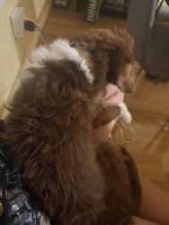 Reunited Male Dog last seen Grant & 25th, Tacoma, WA 98405