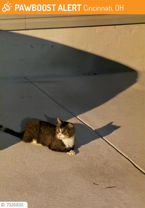 Found/Stray Unknown Cat last seen Near Trinity Baptist Church, Cincinnati, OH 45227