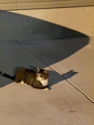 Found/Stray Unknown Cat last seen Near Trinity Baptist Church, Cincinnati, OH 45227