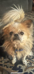 Lost Male Dog last seen 56th and Sheridan, Tacoma, WA 98408