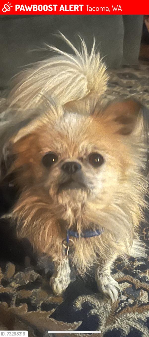 Lost Male Dog last seen 56th and Sheridan, Tacoma, WA 98408
