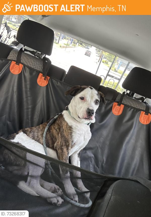 Found/Stray Male Dog last seen Union and East Parkway, Memphis, TN 38112