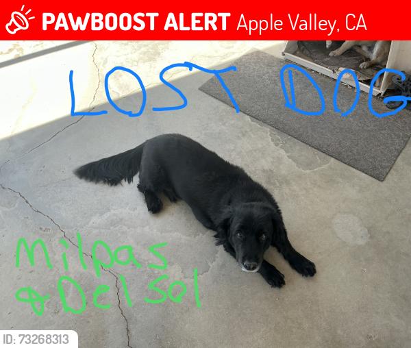 Lost Male Dog last seen Milpas and Del Sol, Apple Valley, CA 92308