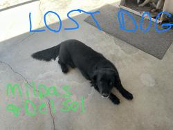 Lost Male Dog last seen Milpas and Del Sol, Apple Valley, CA 92308