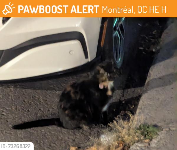 Found/Stray Unknown Cat last seen Near Rue Villeray, Montréal, QC H2E 1H5, Canada, Montréal, QC H2E 1H5