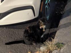 Found/Stray Unknown Cat last seen Near Rue Villeray, Montréal, QC H2E 1H5, Canada, Montréal, QC H2E 1H5