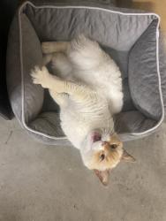 Lost Female Cat last seen Herndon & Temperance, near Clovis Community hosp, Clovis, CA 93611