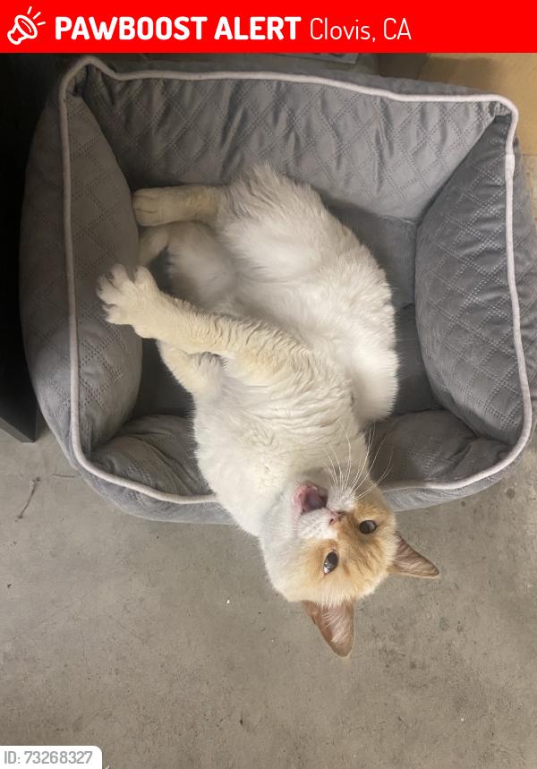 Lost Female Cat last seen Herndon & Temperance, near Clovis Community hosp, Clovis, CA 93611