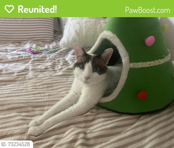 Reunited Female Cat last seen 19th and Haven, Rancho Cucamonga, CA 91737