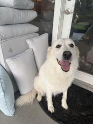 Found/Stray Male Dog last seen Daisy and Oneida, Boise, ID 83709