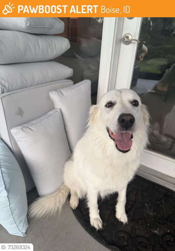 Found/Stray Male Dog last seen Daisy and Oneida, Boise, ID 83709