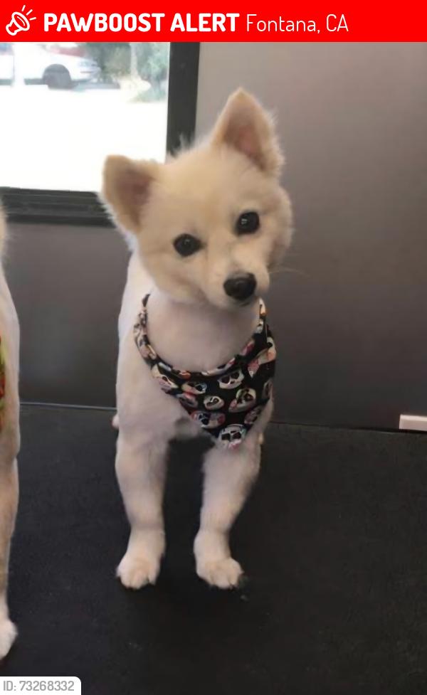 Lost Female Dog last seen Locust and Merrill, Fontana, CA 92335