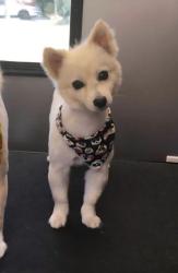 Lost Female Dog last seen Locust and Merrill, Fontana, CA 92335