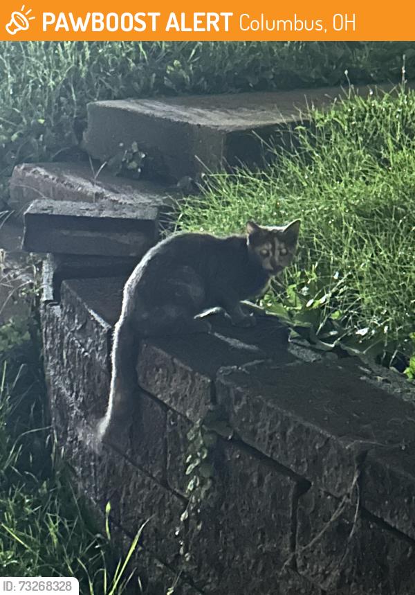 Found/Stray Unknown Cat last seen Summit and 16th, alleyway by Shell, Columbus, OH 43201