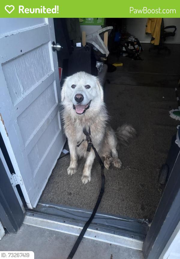 Reunited Male Dog last seen Buckley yale, Aurora, CO 80013