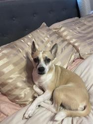 Lost Male Dog last seen Cliffbrrier st, San Antonio, TX 78250