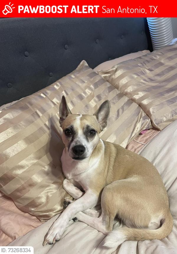 Lost Male Dog last seen Cliffbrrier st, San Antonio, TX 78250