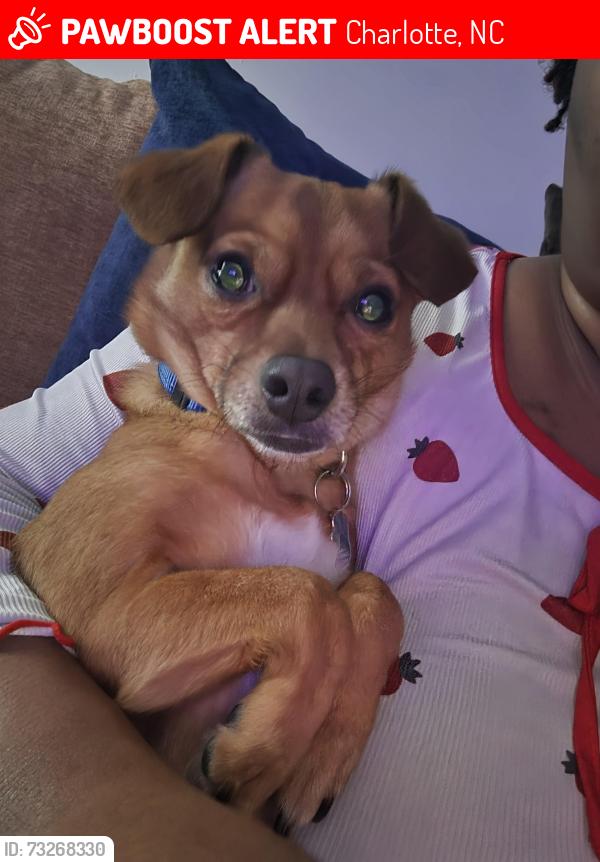 Lost Male Dog last seen Eastcrest Central Ave, Charlotte, NC 28205
