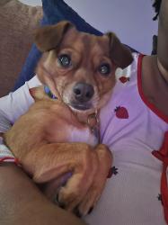 Lost Male Dog last seen Eastcrest Central Ave, Charlotte, NC 28205