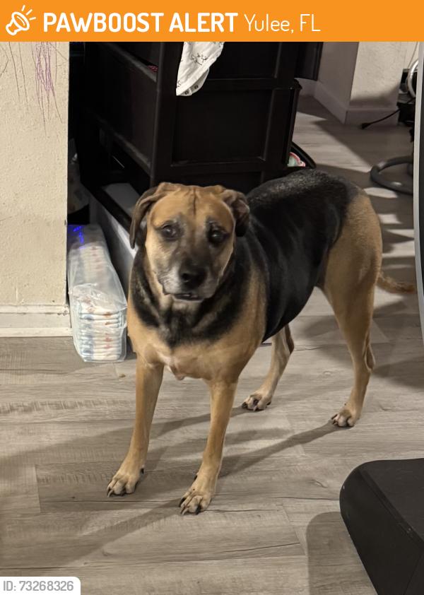 Found/Stray Male Dog last seen Winding River and River Glen, Yulee, FL 32097