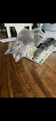 Lost Female Cat last seen Westgate Cir, Talbott, TN 37877