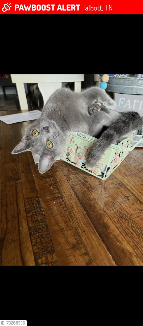 Lost Female Cat last seen Westgate Cir, Talbott, TN 37877