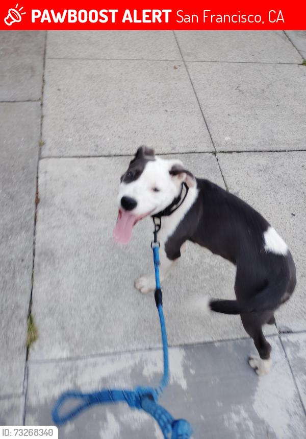 Lost Male Dog last seen Folsom, San Francisco, CA 94110
