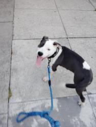 Lost Male Dog last seen Folsom, San Francisco, CA 94110