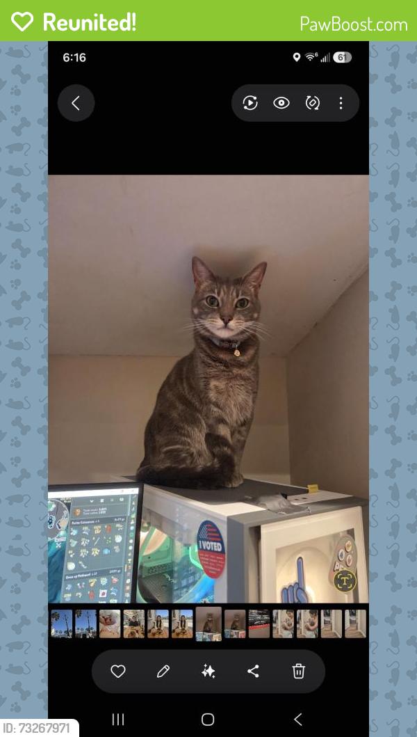 Reunited Male Cat last seen Near Veteran Ave, Apt 269, Los Angeles, CA 90024, Los Angeles, CA 90024